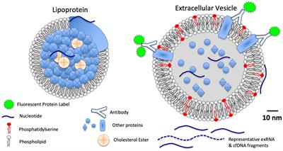 EV Translational Horizons as Viewed Across the Complex Landscape of Liquid Biopsies